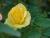 กุหลาบ's รูปภาพ