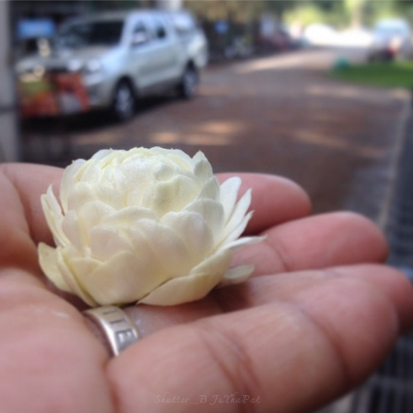 ดอกมะลิ ดอกไม้สัญลักษณ์ประจำวันแม่