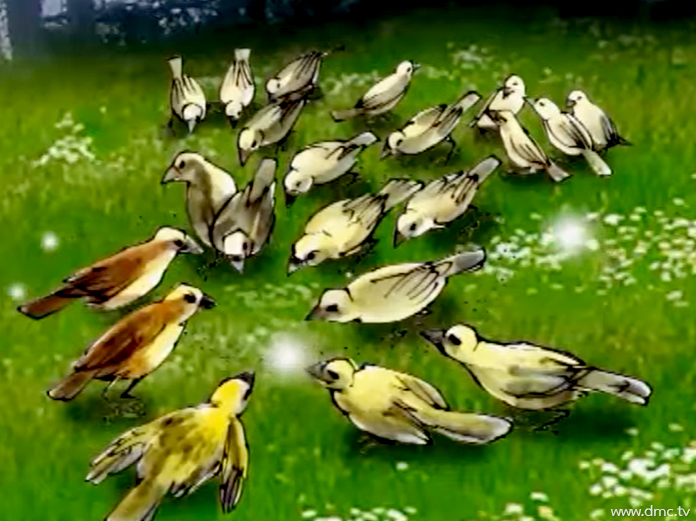 ฝูงนกกระจาบได้บินลงมากินเมล็ดพืชที่นายพรานได้โปรยไว้ที่พื้น
