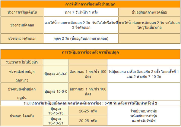 ดาวรวย ดาวเรือง ข้อมูลพื้นฐานของดอกดาวเรือง ดาวรวย ดาวเรือง ข้อมูลพื้นฐานของดอกดาวเรือง