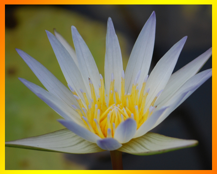 วุฒิธรรม (คุณธรรมที่ก่อให้เกิดความเจริญงอกงาม) วุฒิธรรม (คุณธรรมที่ก่อให้เกิดความเจริญงอกงาม)